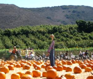 pumpkin patch in Northern CA