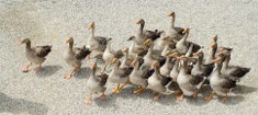 Ducks Walking in Active Adult Community